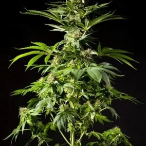 Philosopher-Seeds-Tropimango-Feminized-Cannabis-Seeds-Annibale-Seedshop