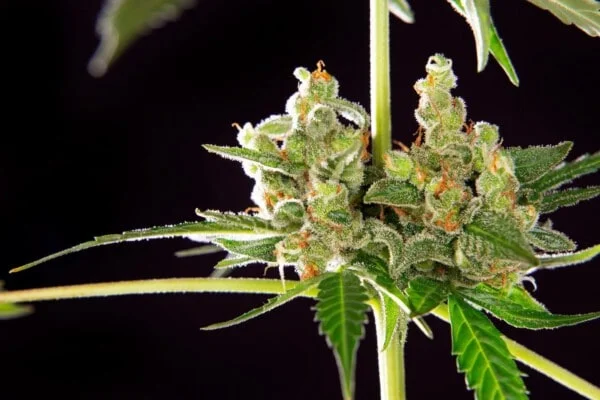 Philosopher-Seeds-Wedding-Cake-Auto-Feminized-Cannabis-Seeds-Annibale-Seedshop-2