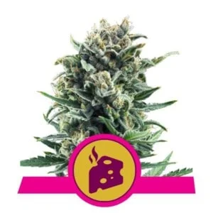 Royal-Queen-Seeds-Blue-Cheese-Feminized-Cannabis-Seeds-Annibale-Seedshop