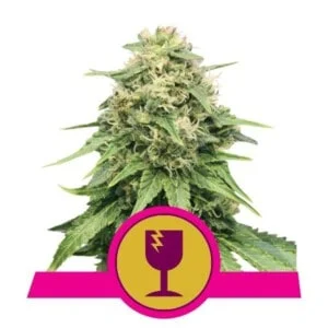 Royal-Queen-Seeds-Critical-Feminized-Cannabis-Seeds-Annibale-Seedshop