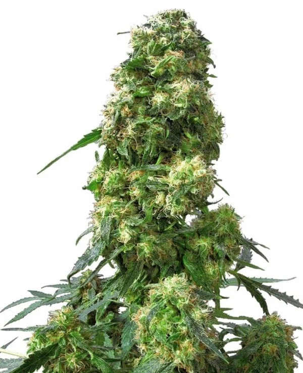 Sensi-Seeds-Early-Skunk-Feminized-Cannabis-Seeds-Annibale-Seedshop