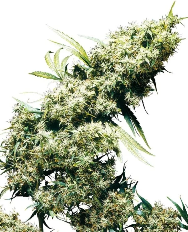 Sensi-Seeds-Jamaican-Pearl-Feminized-Cannabis-Seeds-Annibale-Seedshop