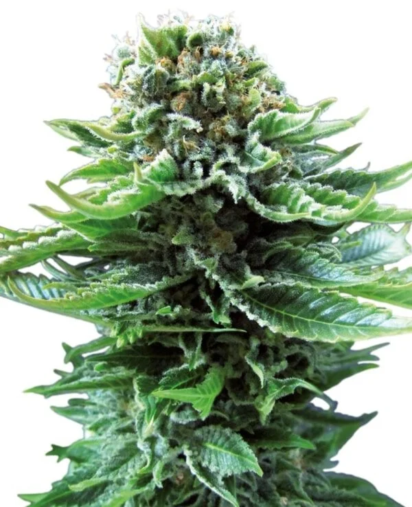 Sensi-Seeds-Northern-Lights-Automatic-Feminized-Cannabis-Seeds-Annibale-Seedshop