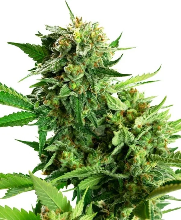 Sensi-Seeds-Research-Blackberry-Cream-Feminized-Cannabis-Seeds-Annibale-Seedshop