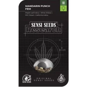 Sensi-Seeds-Research-Mandarine-Punch-Feminized-Cannabis-Seeds-Annibale-Seedshop