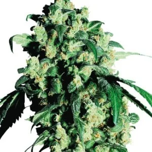 Sensi-Seeds-Super-Skunk-Feminized-Cannabis-Seeds-Annibale-Seedshop