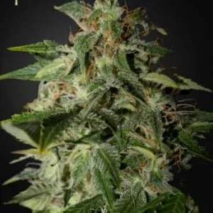 Strain-Hunters-Afgooey-Feminized-Cannabis-Seeds-Annibale-Seedshop