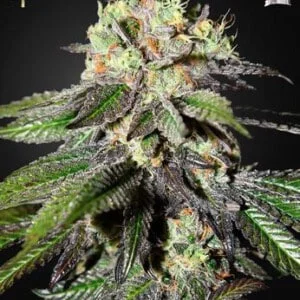 Strain-Hunters-Caboose-Feminized-Cannabis-Seeds-Annibale-Seedshop