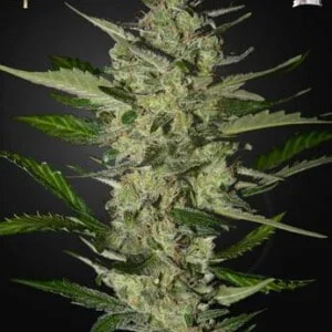 Strain-Hunters-Flowerbomb-Kush-Feminized-Cannabis-Seeds-Annibale-Seedshop