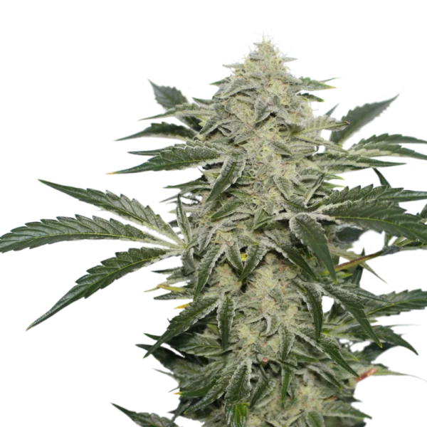 Super-Sativa-Club-Creamy-Kees-Regolar-Cannabis-Seeds-Annibale-Seedshop