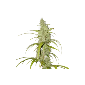 Super-Sativa-Club-Creeper-Autoflowering-Cannabis-Seeds-Annibale-Seedshop_2