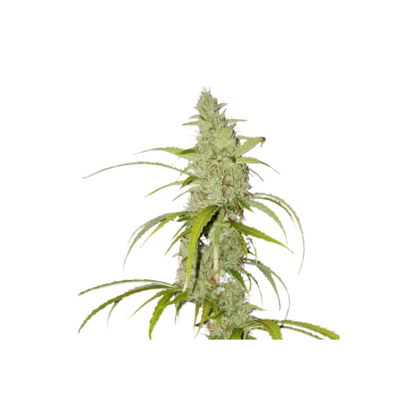 Super-Sativa-Club-Creeper-Autoflowering-Cannabis-Seeds-Annibale-Seedshop_2