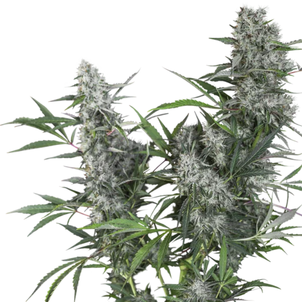Creeper Regular - Super Sativa Seed Club - Image 2