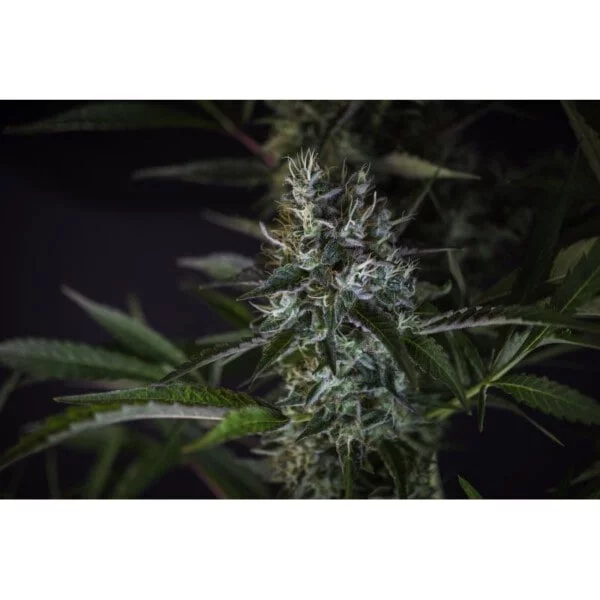 Creeper Regular - Super Sativa Seed Club
