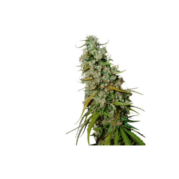 Super-Sativa-Club-Kees-Old-School-Haze-Regolar-Cannabis-Seeds-Annibale-Seedshop_2