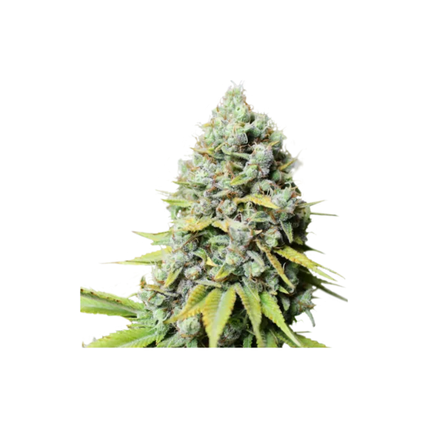 Super-Sativa-Club-Kosher-Haze-Regolar-Feminized-Cannabis-Seeds-Annibale-Seedshop