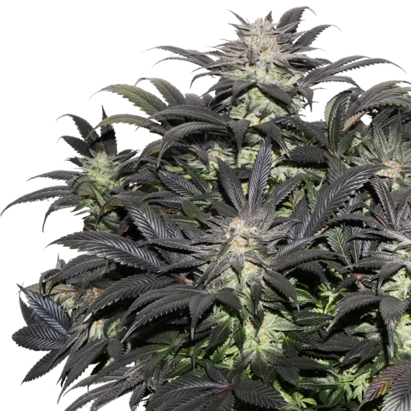 Lava Freeze Femminizzata - Super Sativa Seed Club - immagine 3