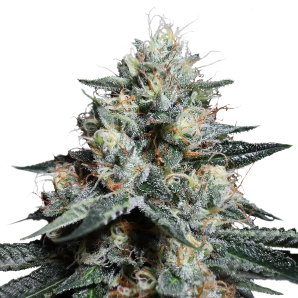 Lava Freeze Femminizzata - Super Sativa Seed Club - immagine 2