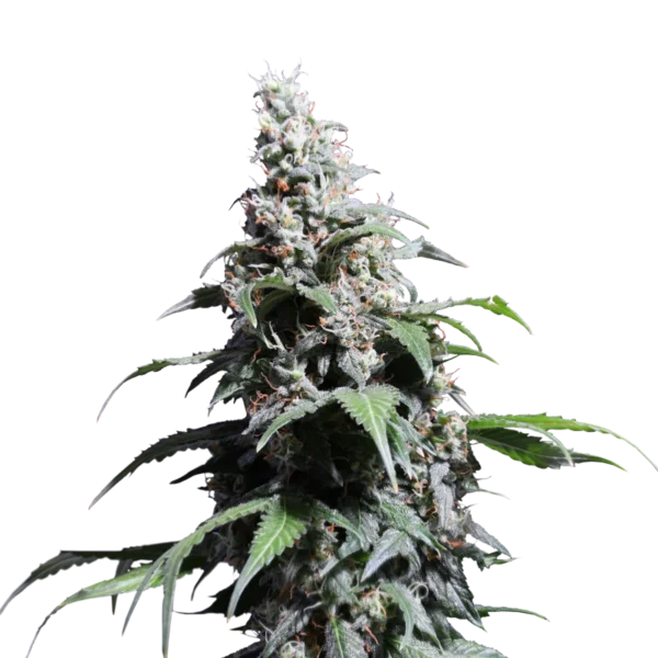 Pineapple Poison Femminizzata - Super Sativa Seed Club - immagine 2