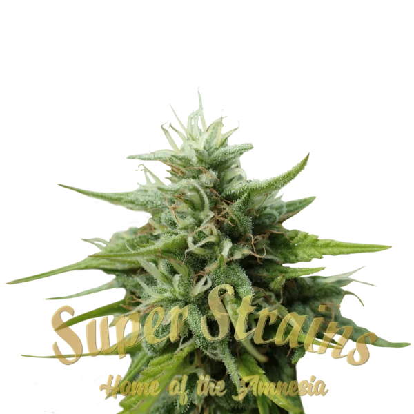 Cookies Krush Feminized - Super Strains - Image 2