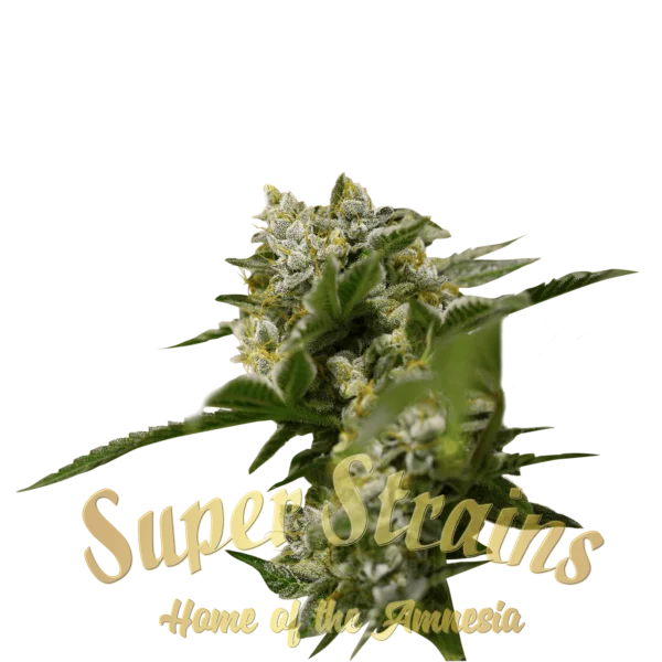 Super-Strains-Ibiza-Farmer_s-Feminized-Cannabis-Seeds-Annibale-Seedshop