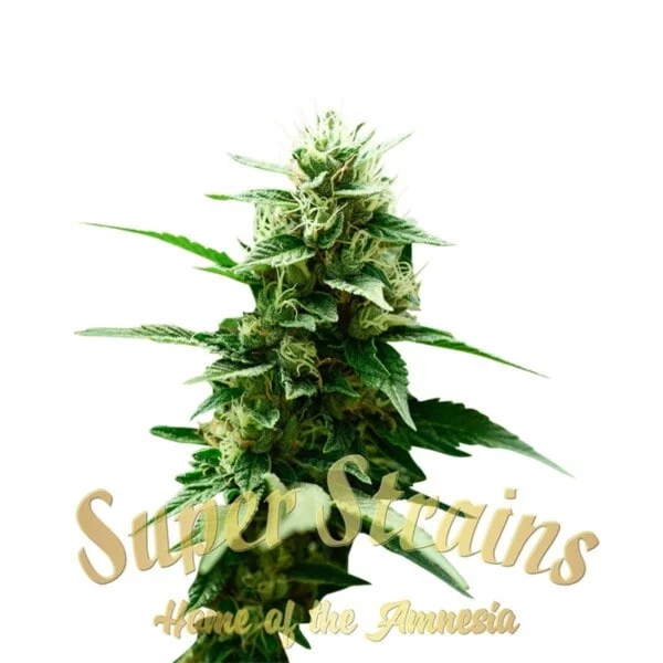 Mexican Candy Feminized - Super Strains - Image 2