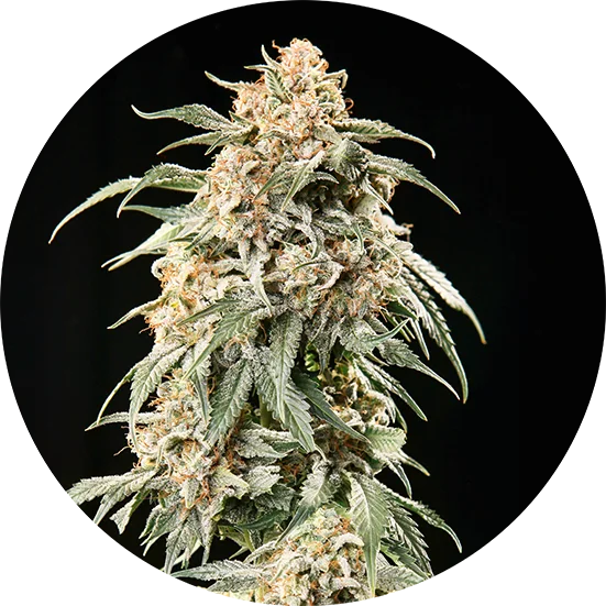 Top-Tao-Seeds-Big-Tao-Auto-Regular-Cannabis-Seeds-Annibale-Seedshop