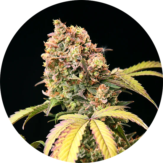 Top-Tao-Seeds-Demon-Tao-Auto-Regular-Cannabis-Seeds-Annibale-Seedshop