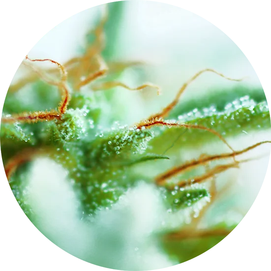 Top-Tao-Seeds-Early-Sativa-Regular-Cannabis-Seeds-Annibale-Seedshop