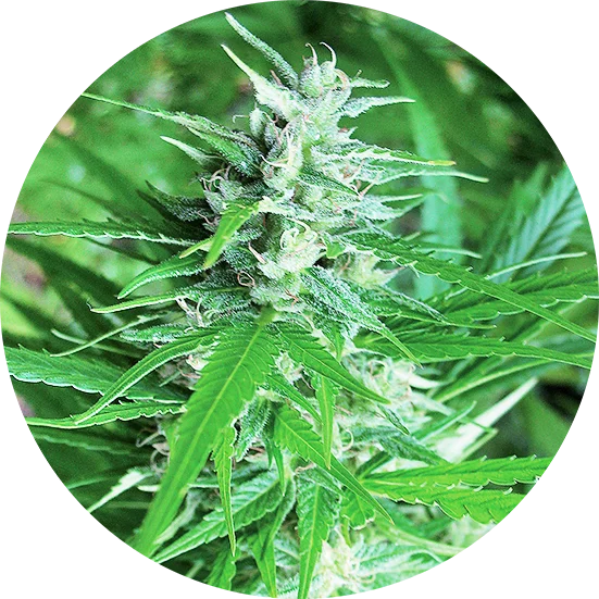 Top-Tao-Seeds-Haze-Tao-Auto-Regular-Cannabis-Seeds-Annibale-Seedshop