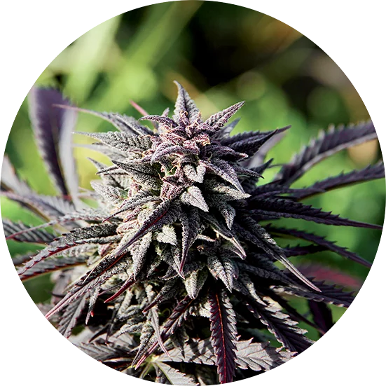 Top-Tao-Seeds-Tao-Purple-Regular-Cannabis-Seeds-Annibale-Seedshop