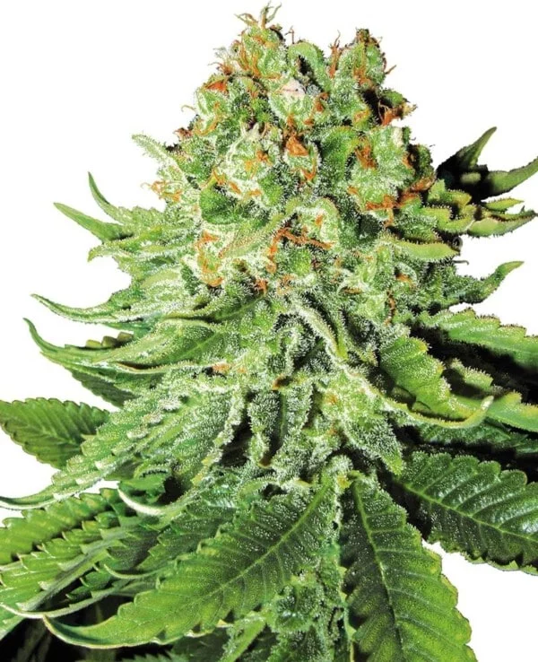 White-Label-Northern-Lights-Autoflowering-Feminized-Cannabis-Seeds