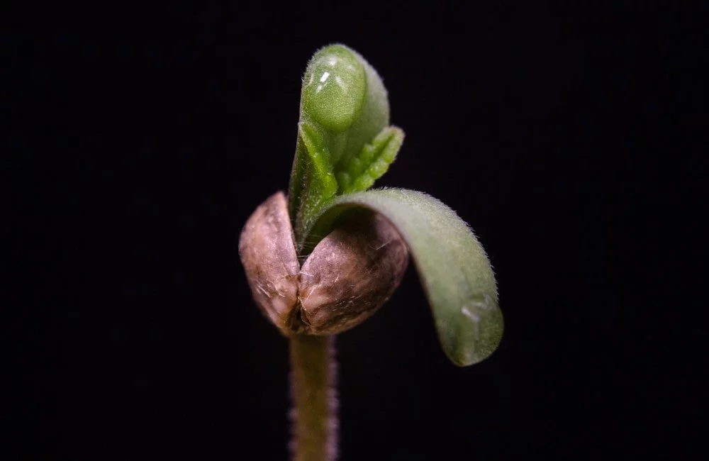 cannabis e luce: sole o lampada da coltivazione indoor