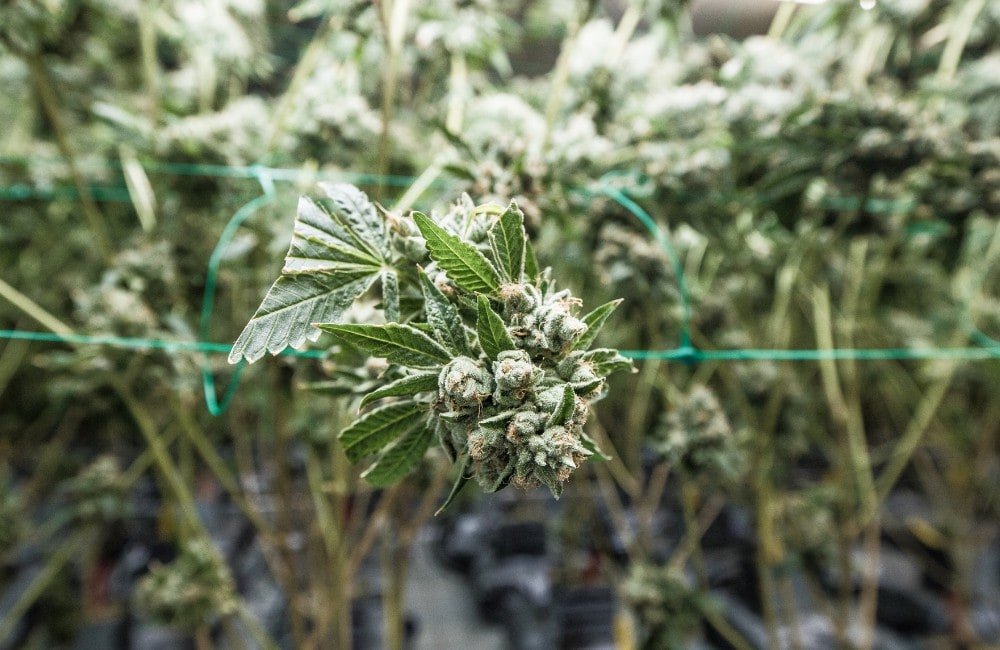 Last Weeks of Cannabis Flowering (2026)