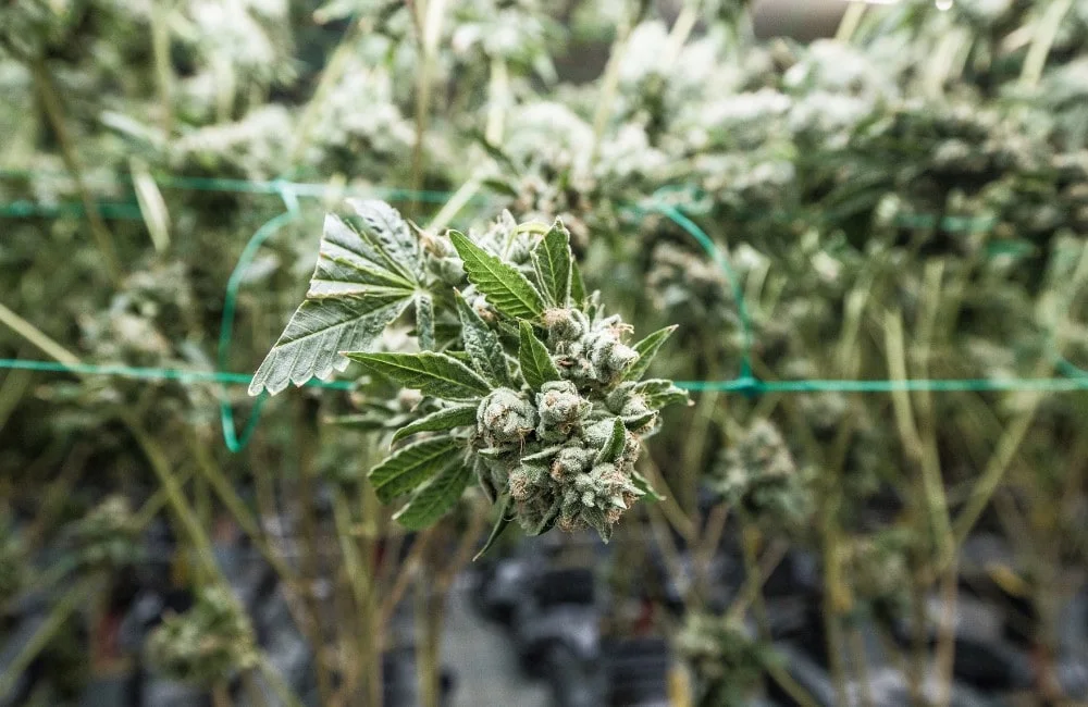 cannabis e luce: sole o lampada da coltivazione indoor