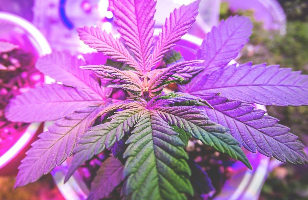 cannabis e light indoor growlamp or sunlight