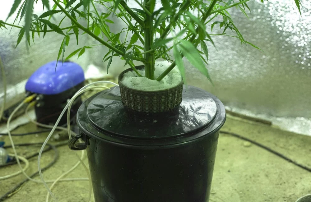Pot VS Hydroponic & Aeroponic in Cannabis Grow