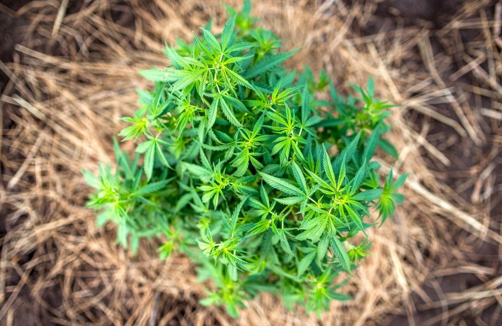 substrato cannabis terra cocco idroponica