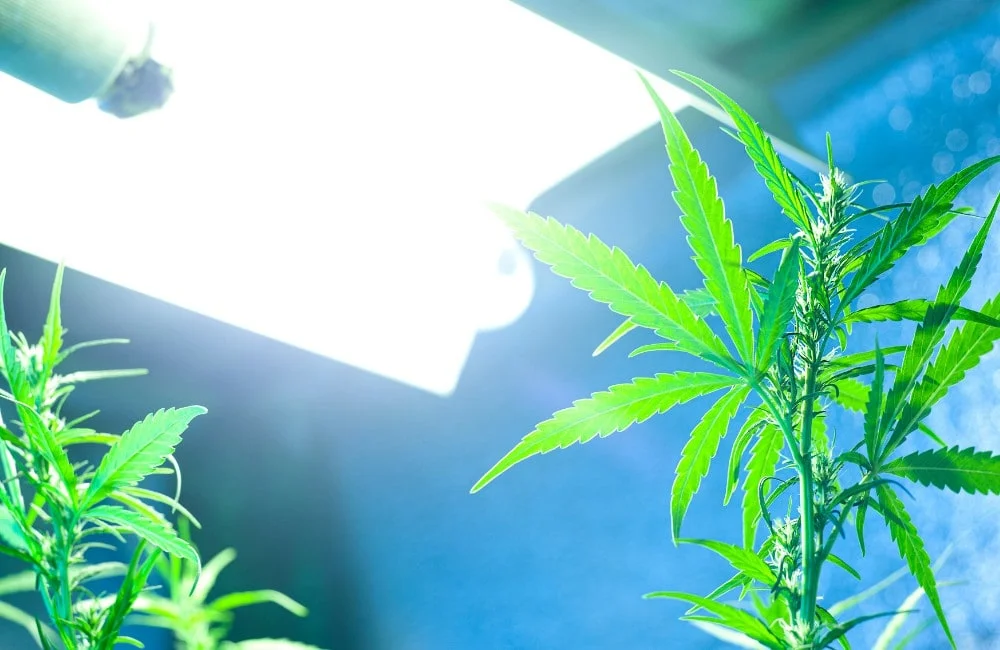 cannabis e luce: sole o lampada da coltivazione indoor