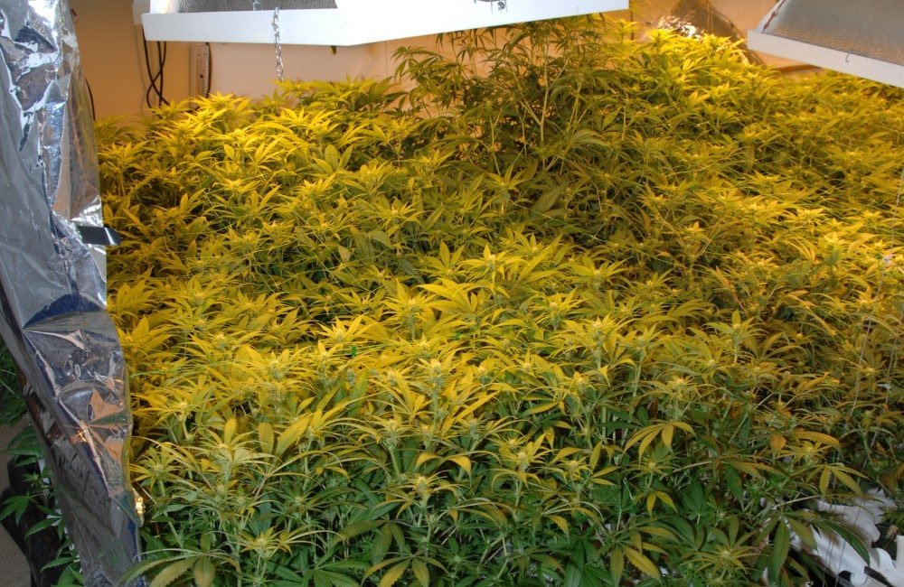 substrato cannabis terra cocco idroponica