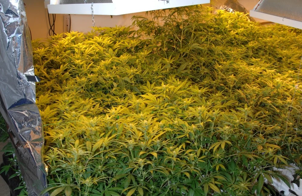 Sea Of Green Cannabis Technique Blog Annibale Seedshop (1)