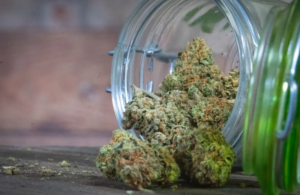 Cannabis cure weed Blog Annibale Seedshop