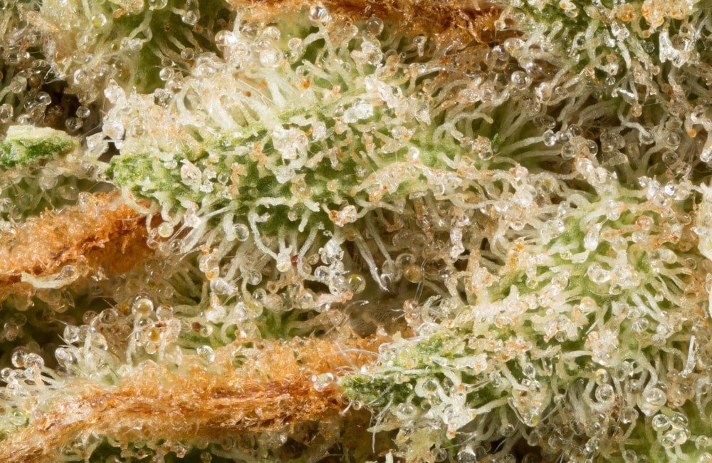 Last Weeks of Cannabis Flowering (2026)