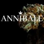 maturazione cannabis come raccogliere