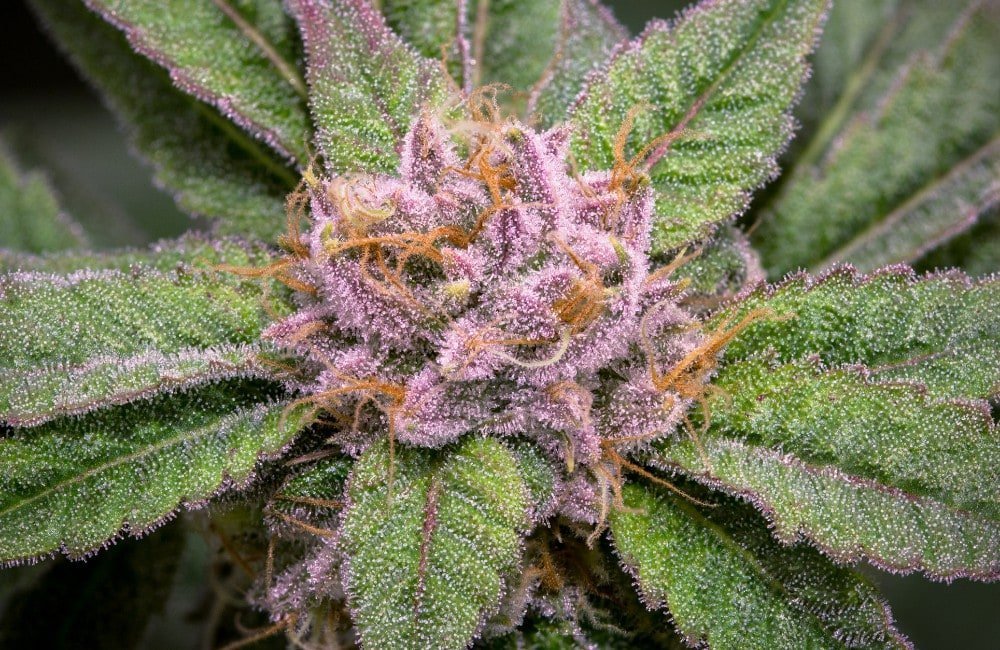 Cannabis Concia e stagionatura Blog Annibale Seedshop