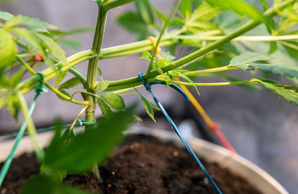 Lst Cannabis Growing Technique Annibale Seedshop Blog (19)