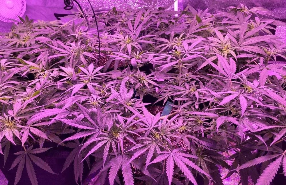 Sea Of Green Cannabis SOG Technique Blog Annibale Seedshop