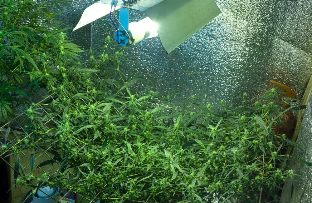 cannabis scrog technique indoor
