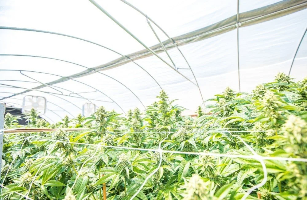 Sea Of Green Cannabis Technique Blog Annibale Seedshop (1)