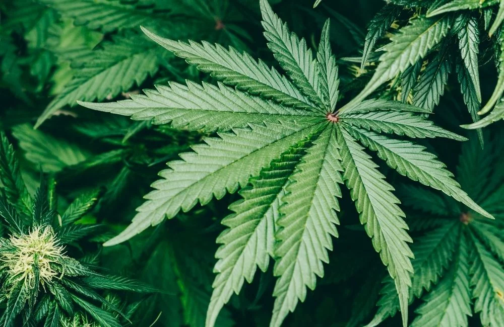 Indica VS Sativa: Come Riconoscere le Differenze